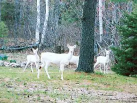 Three white deer standing in a forest clearing with trees and grass around.